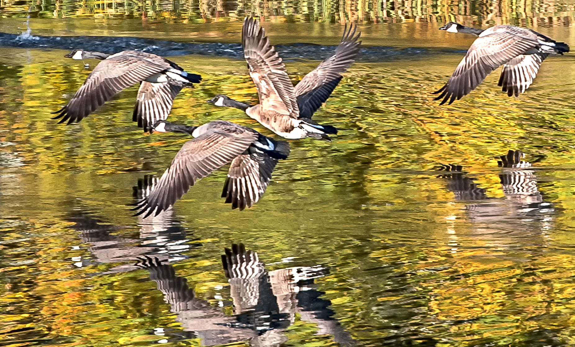 Geese take flight